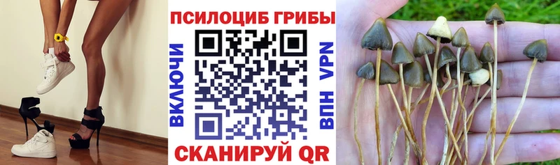 цены   Лагань  Псилоцибиновые грибы мухоморы 